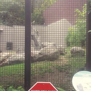 Oct. 2013 - Primate, Cat, + Aquatics - Gorilla Exhibit