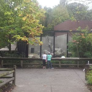 Oct. 2013 - Primate, Cat + Aquatics - Gorilla Exhibit Viewing Area