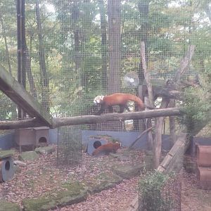 Oct. 2013 - Primate, Cat, + Aquatics - Red Panda Exhibit
