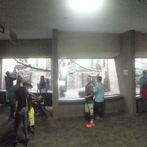 Oct. 2013 - Primate, Cat + Aquatics - Madagascar Exhibits