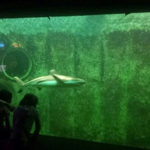 Oct. 2013 - Primate, Cat, + Aquatics - Shark + Fish Tank