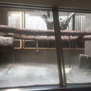 Oct. 2013 - Primate, Cat, + Aquatics - First Snow Leopard Exhibit