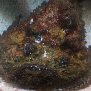 Oct. 2013 - Primate, Cat, + Aquatics - Stonefish