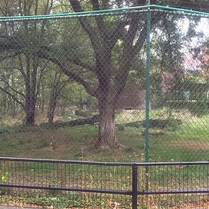 Oct. 2013 - Primate, Cat, + Aquatics - Cheetah Exhibit