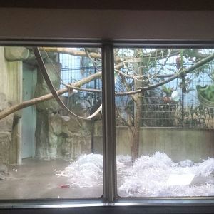 Oct. 2013 - Primate, Cat + Aquatics - Wolf's Guenon Exhibit
