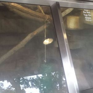 Oct. 2013 - African Savanna - First Indoor Colobus Exhibit