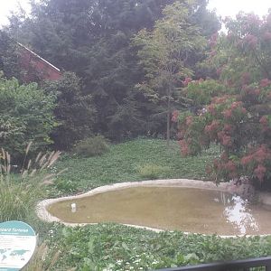 Oct. 2013 - African Savanna - Leopard Tortoise + Egyptian Goose Exhibit