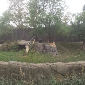 Oct. 2013 - African Savanna - African Lion Exhibit