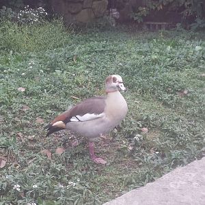 Oct. 2013 - African Savanna - Egyptian Goose