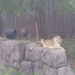 Oct. 2013 - African Savanna - African Lions