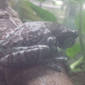 Oct. 2013 - The RainForest - Amazon Milk Frog