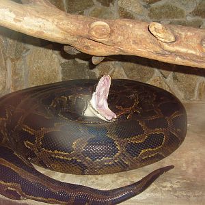 Burmese python gaping