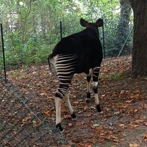 Okapi
