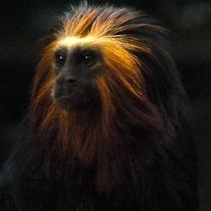 Golden Lion Headed Tamarin