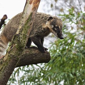 Ring tailed Coati