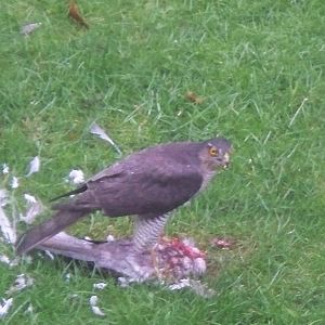 sparrow hawk