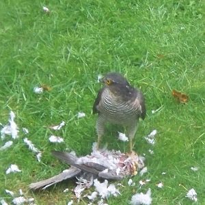 sparrow hawk turned to face the window.