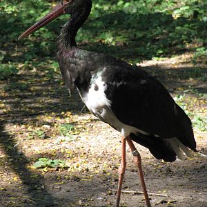 Black stork