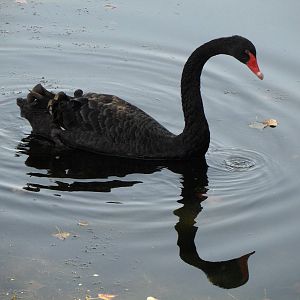 Black swan