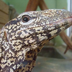 Bengal monitor/Varanus bengalensis