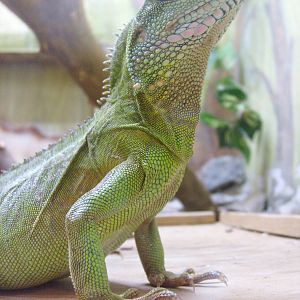 Chinese water dragon/Physignathus cocincinus