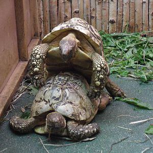 Leopard tortoises/Geochelone pardalis