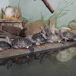 Red-eared sliders