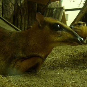 Greater malay chevrotains/Tragulus napu
