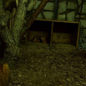 Old chevrotains exhibit