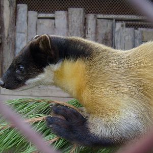 Yellow-throated marten