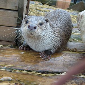 Eurasian otter/Lutra lutra