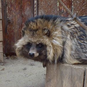 Raccoon dog /Nyctereutes procyonoides
