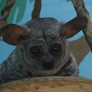 Brown greater galago/Otolemur crassicaudatus