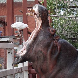Cattle egret 'feeding' a hippo