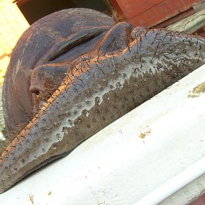 Hippo's lips flexibility