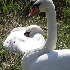 Mute swans