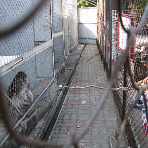 Visitors feeding Patas monkey