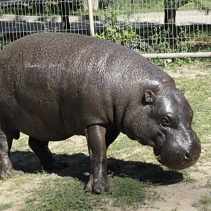 Pygmy hippo