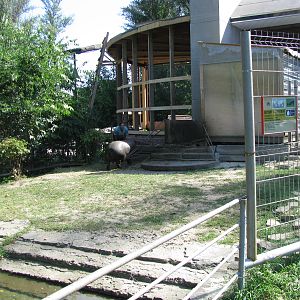 Pygmy hippo exhibit