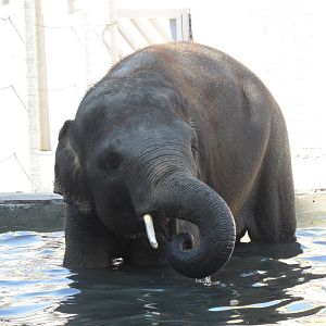 Asian elephant bull, Yoma