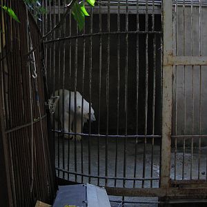 Old polar bear exhibit