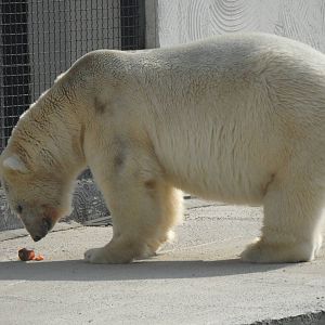 Polar bear