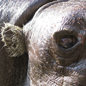 Pygmy hippo closeup