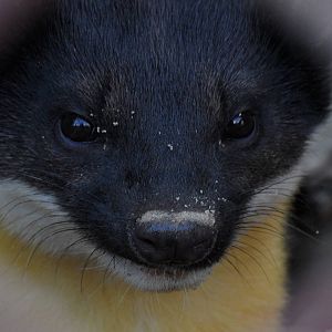 Yellow-throated marten, portrait