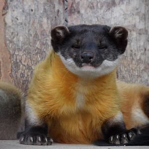 Yellow-throated marten, relaxing