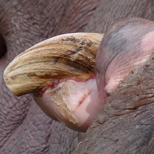 Hippo tusk and overgrown gum