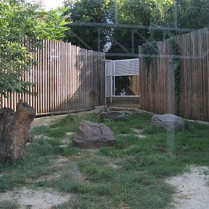 Siberian tiger exhibit