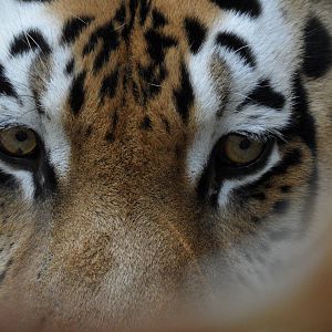 Siberian tiger eyes
