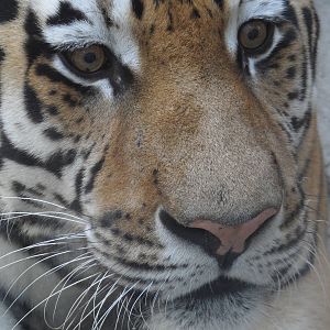 Siberian tiger/Panthera tigris altaica