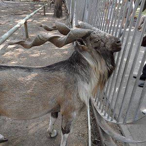 Markhor/Capra falconeri